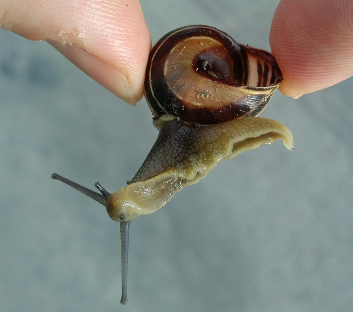 pics that need explanation - snail shell broke reddit