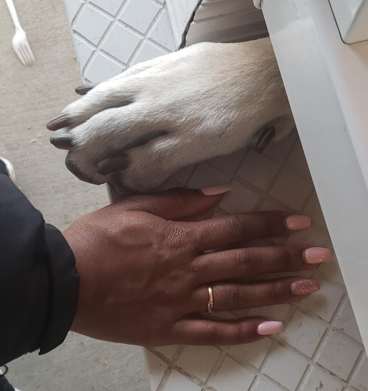 absolute units - giant things - great dane paw compared to a human hand