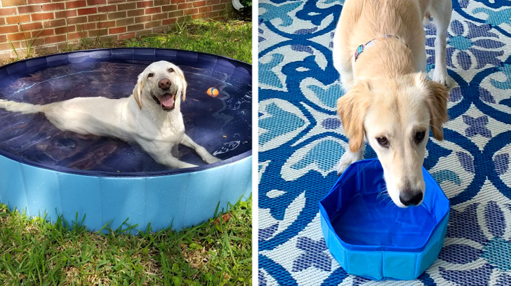 “Stella is less than pleased with her pool.”