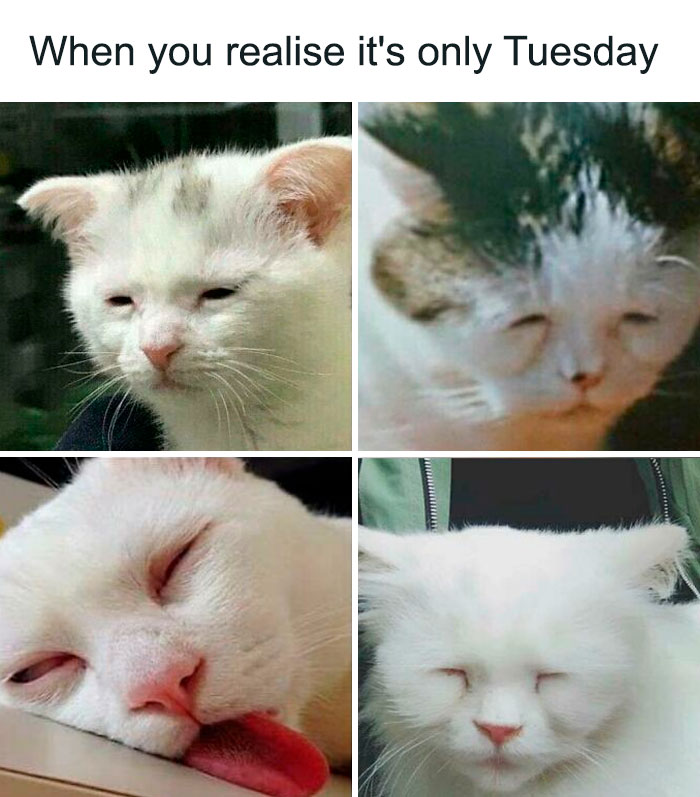 work memes - awaken but at what cost - When you realise it's only Tuesday
