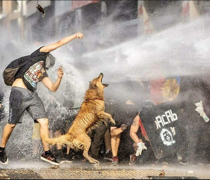 ordinary people shaping history - On 16 November 2019, Chilean stray "riot dog" Rucio Capucha was injured by police water cannon during a protest in Santiago. Rucio Capucha