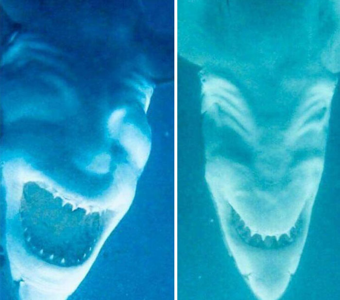 terrifying photos --  Sharks Photographed Upside Down