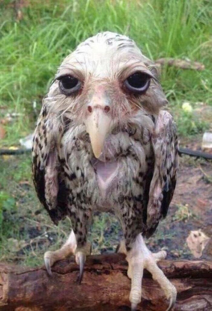 terrifying photos - A Wet Owl