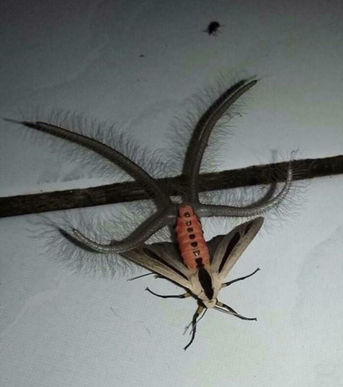 terrifying photos - This Is An Australian Moth, It Can Also Fly