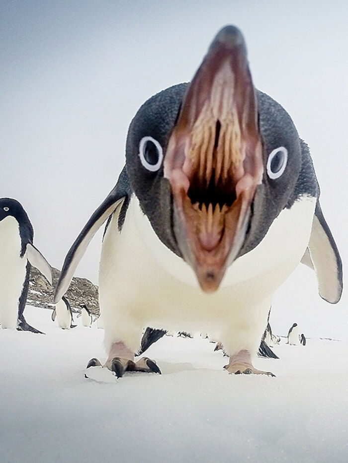terrifying photos - Last Thing A Fish Sees In Antarctica