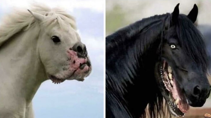 terrifying photos - Face Swap On Horse And Dog