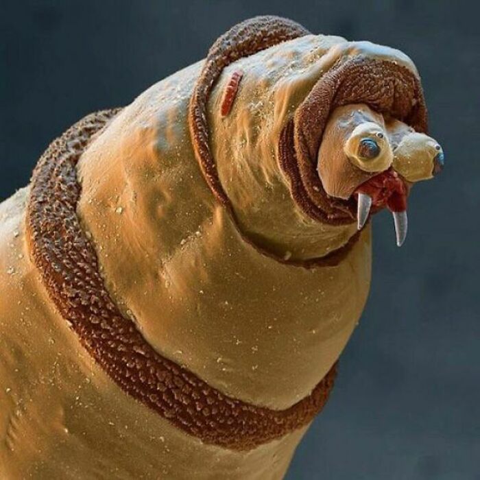 terrifying photos - Bluebottle Maggot Under An Electron Microscope