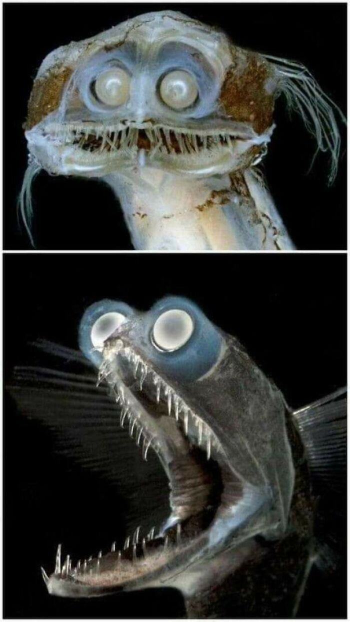 terrifying photos - Telescopefish. This Deep-Sea Species Can Swallow Prey Larger Than Itself And Lives In Depths Between 500 And 3000 Meters