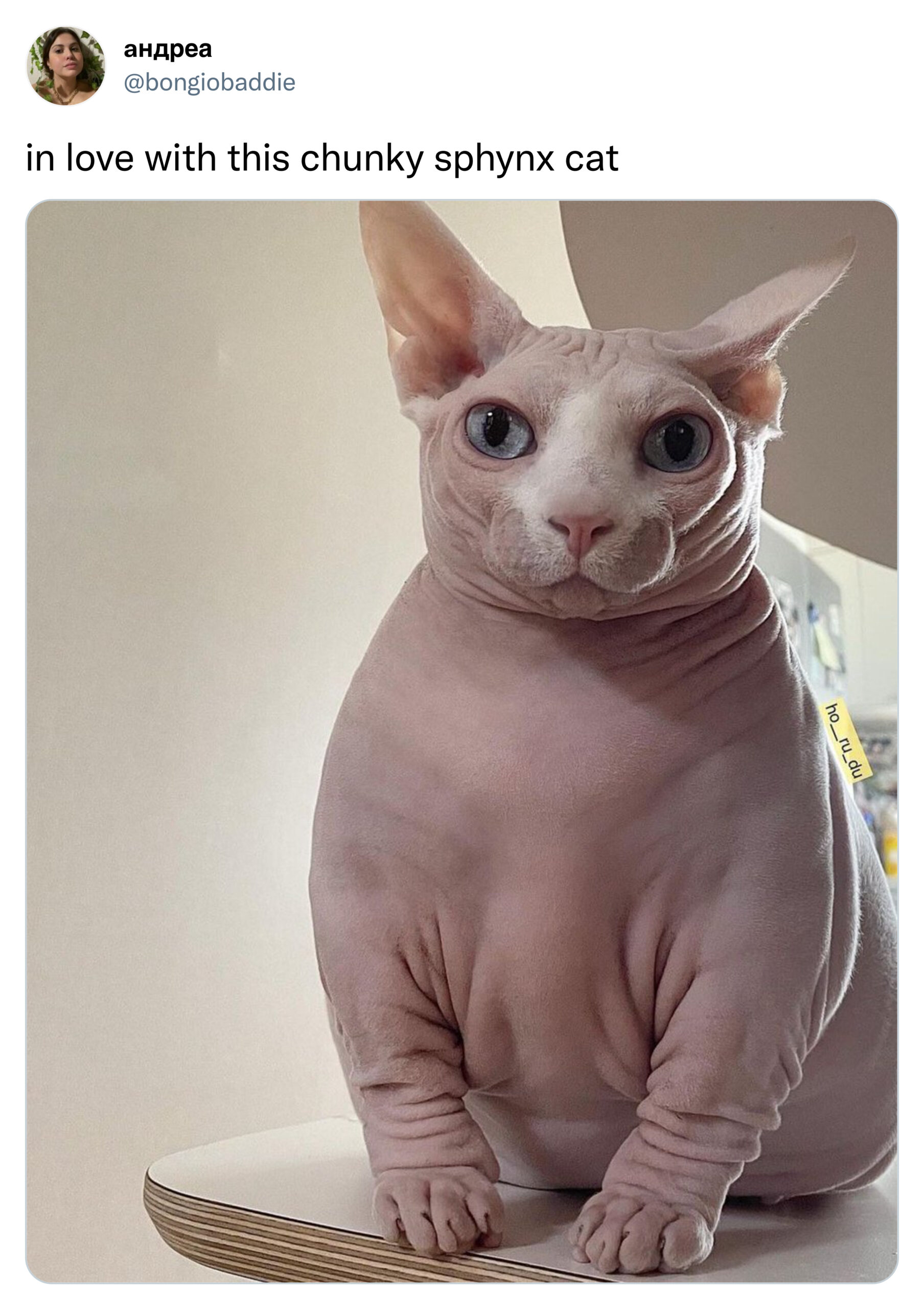 Funny Tweets - In love with this chunky Sphynx cat