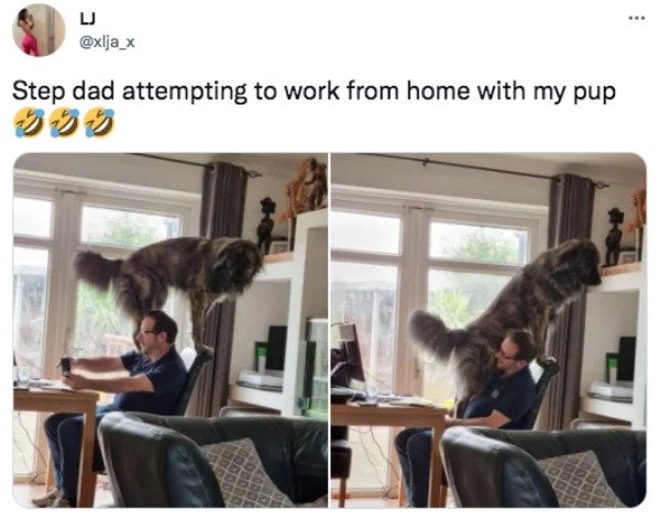 furniture - Step dad attempting to work from home with my pup