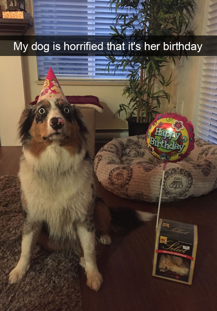 feel good photos - dog snapchats funny - My dog is horrified that it's her birthday Happy Birthday 2991 23 Select Crow Kuckole