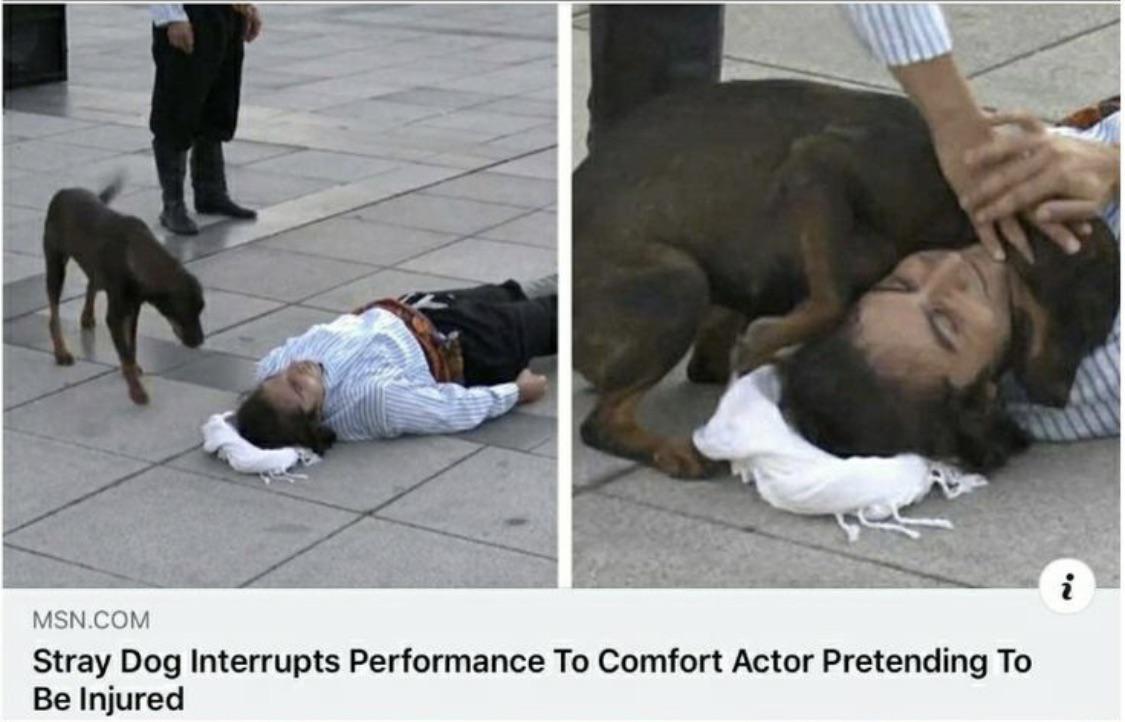 feel good photos - stray dog interrupts performance to help actor pretending to be hurt - Msn.Com Stray Dog Interrupts Performance To Comfort Actor Pretending To Be Injured