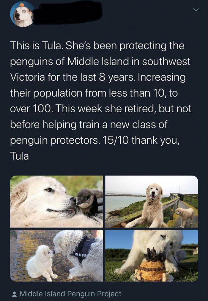 feel good photos - WeRateDogs - This is Tula. She's been protecting the penguins of Middle Island in southwest Victoria for the last 8 years. Increasing their population from less than 10, to over 100. This week she retired, but not before helping train a