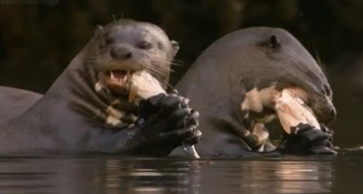 “Adult otters sometimes rape and kill other otters as well as baby seals. They also engage in necrophilia, and some male otters hold mama otters’ children hostage.”