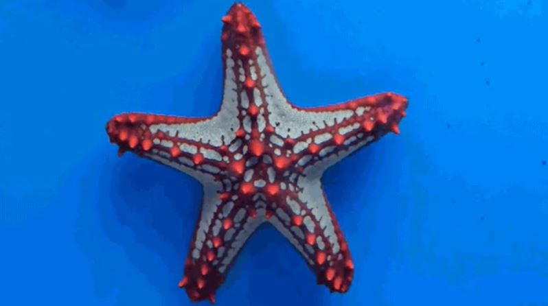 “Starfish often digest food outside of their bodies. Basically, it extends its stomach out and secretes enzymes that digest and liquefy the prey, and then absorb it into their body.”