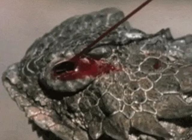 Horned lizards squirt blood from their eyes as a defense mechanism.