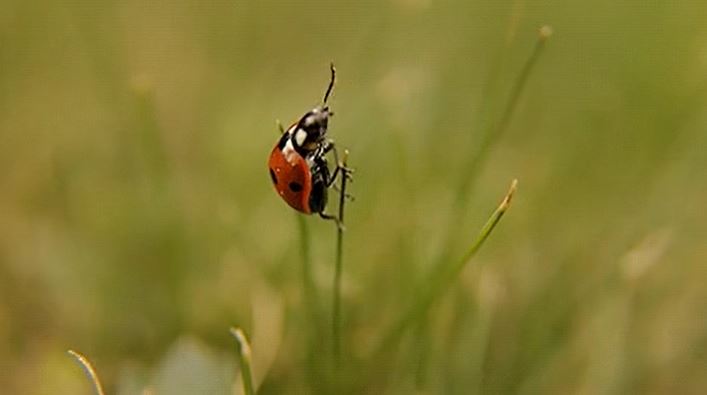 Lady Bugs are known to eat their own larvae to ensure the survival of the other larvae.