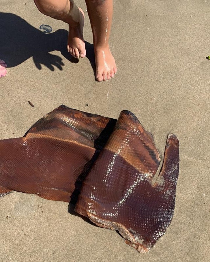 “A bundle of rubbery sheets found washed up on a beach in the Caribbean” Answer: “These are rubber sheets from harvesting rubber from rubber trees. They ship them in cubes with a bunch of these.”