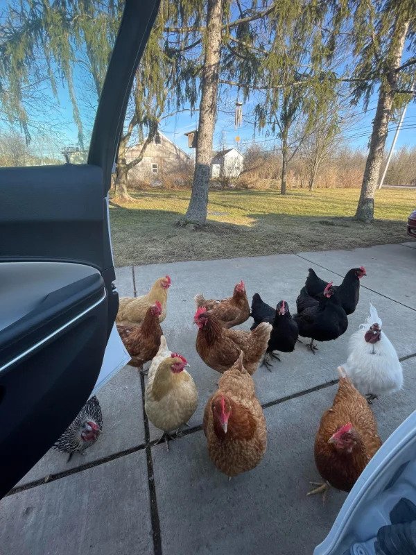mildly interesting - My chickens greeting me when I come home from work