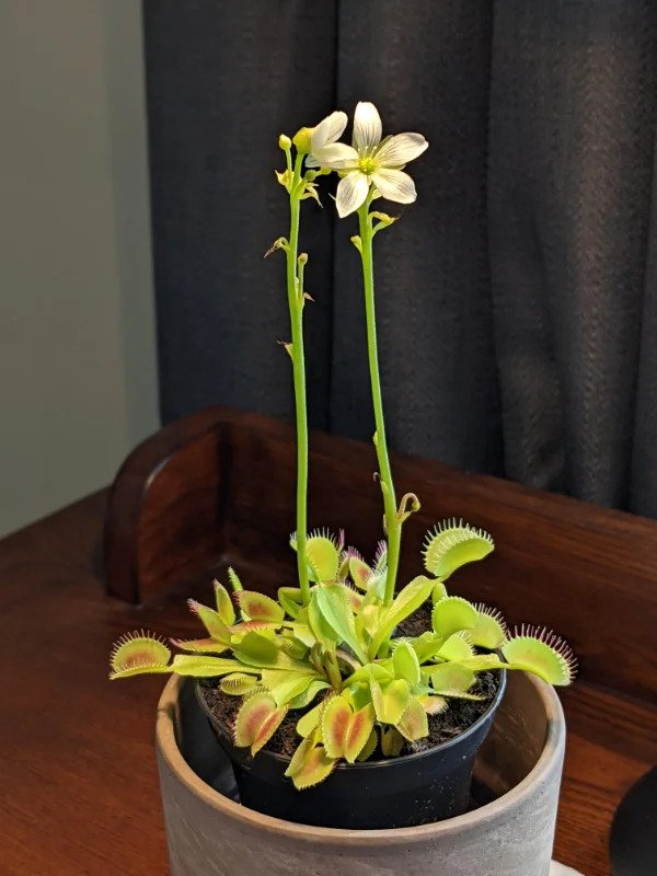 mildly interesting - My Venus Flytrap is flowering
