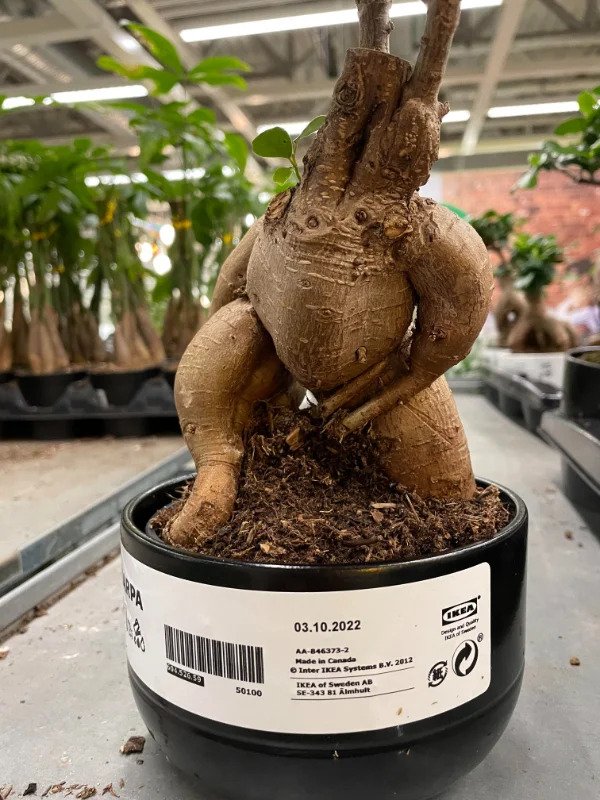 mildly interesting - This ikea plant that looks like a creature