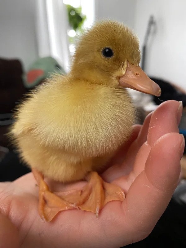 “A duckling that hatched 12 hours ago.”