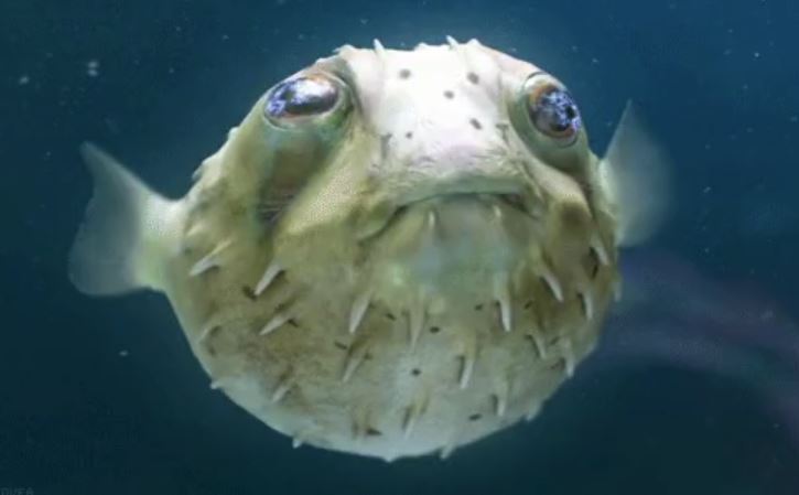 That puffer fish don’t use air to inflate.