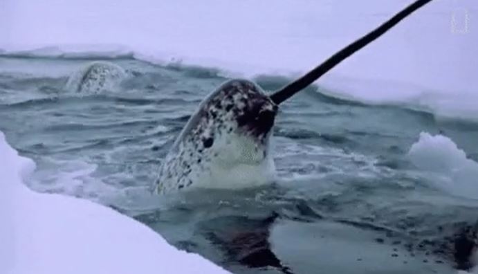 That narwhals are real. I thought they were cute mythological creatures, until I saw a brooch a friend had and asked if it was part of the companies mythological line. She asked me if I thought narwhals were myths, like unicorns. I laughed and said of course they are.