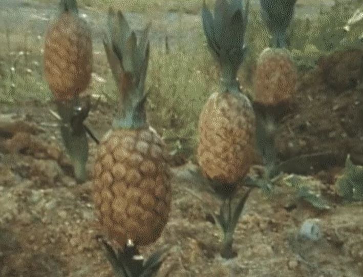 At roughly 37, I learned pineapples grew from the ground. Not from a tree.