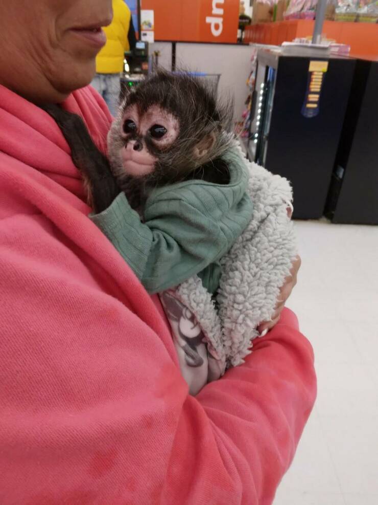 People of Walmart - monkey