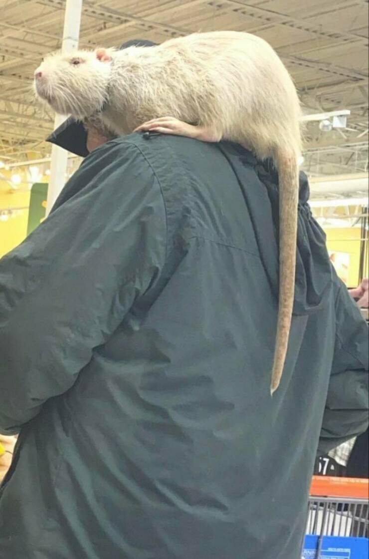 People of Walmart - Rat on shoulder