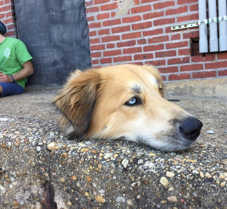 “My dog laying down with his head on the curb...”