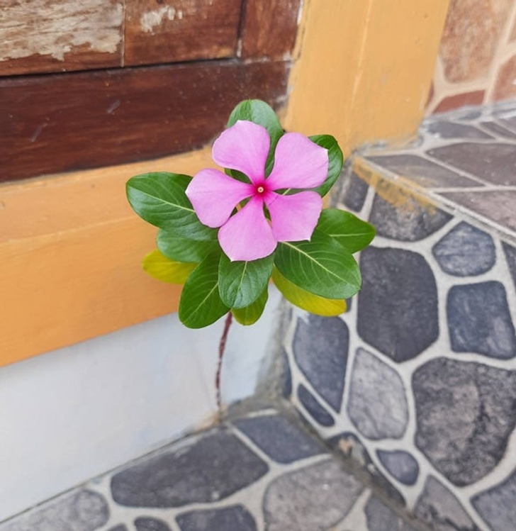 “Found this flower growing out of the floor crack in my apartment.”