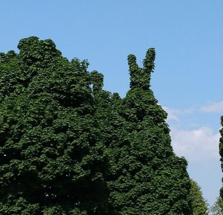 “This tree looks like a bunny.”