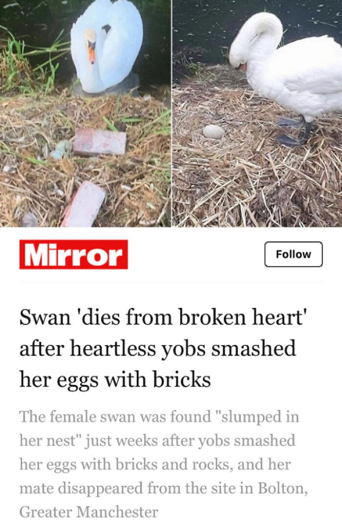 Heartless Photos - Mirror Swan 'dies from broken heart' after heartless yobs smashed her eggs with bricks