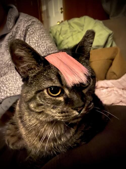 “My wife decided to make our cat emo.”