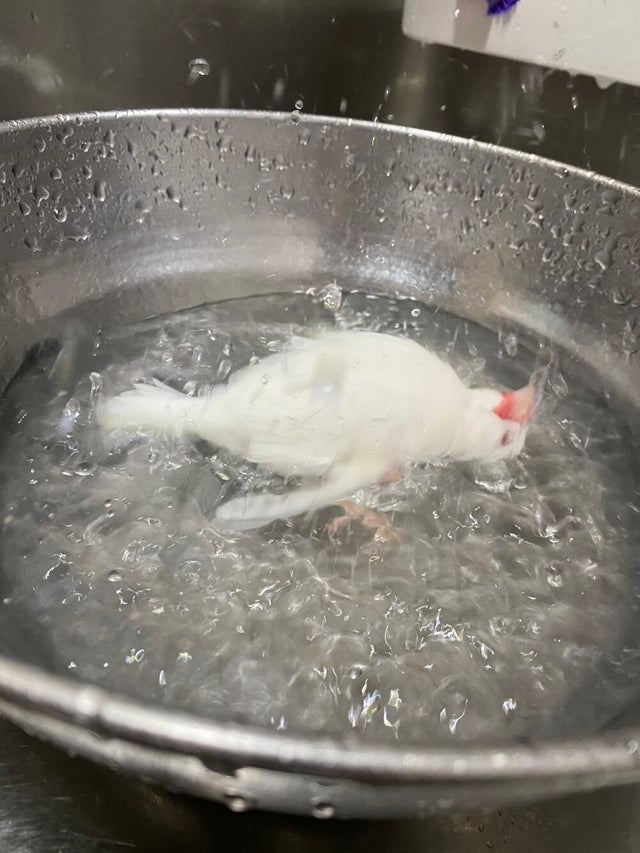 My pet bird taking a bath looks like it’s being boiled alive.