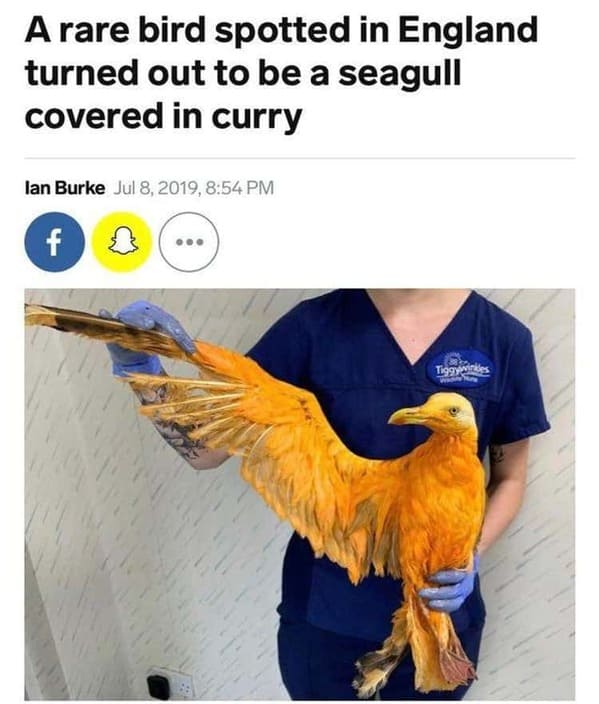 Pics of Stupidity - A rare bird spotted in England turned out to be a seagull covered in curry