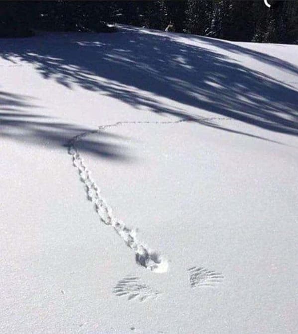 Pics of Stupidity - bunny tracks in snow