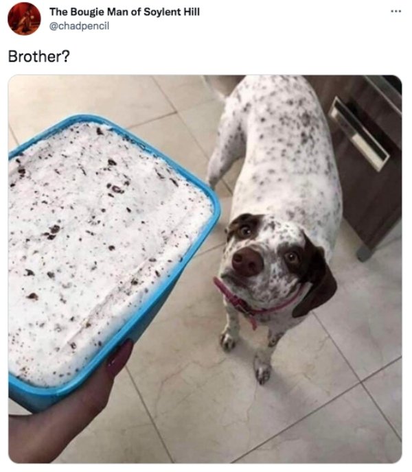 Funny Tweets - stop barking or you ll end up like your brother