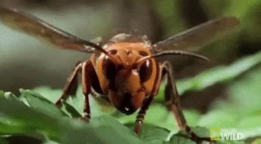 The Japanese Hornet is one of the largest and most venomous hornets in the world. A sting from this bug can result in kidney failure.