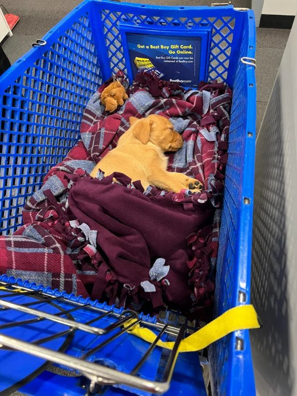 “I was at Best Buy, and there was a puppy sleeping in one of the carts..”