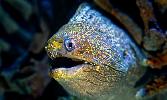 in the Red Sea, giant moray eels have been observed hunting cooperatively with coral groupers. The grouper approaches an eel's hiding place and shakes its head rapidly to indicate that it wants to hunt. The eel recognizes the signal and accompanies it on the hunt where they work in tandem.