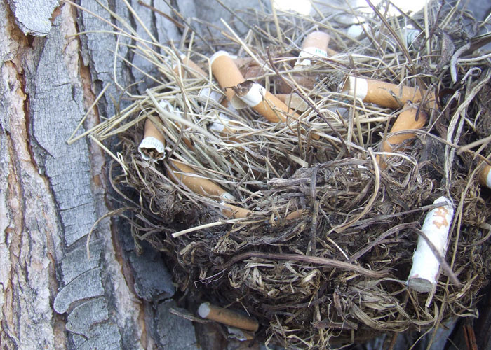 that some urban birds like finches and sparrows use cigarette butts as a form of pest control for their nests. The nicotine in the cigarettes helps keep parasites away.