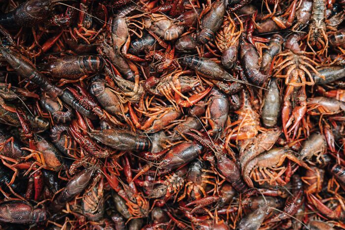 the crawfish farming industry in Louisiana grew after rice farmers began breeding them in their rice fields. They realized that they could farm crawfish throughout the year without it affecting their rice. It also served as an extra source of income for them.