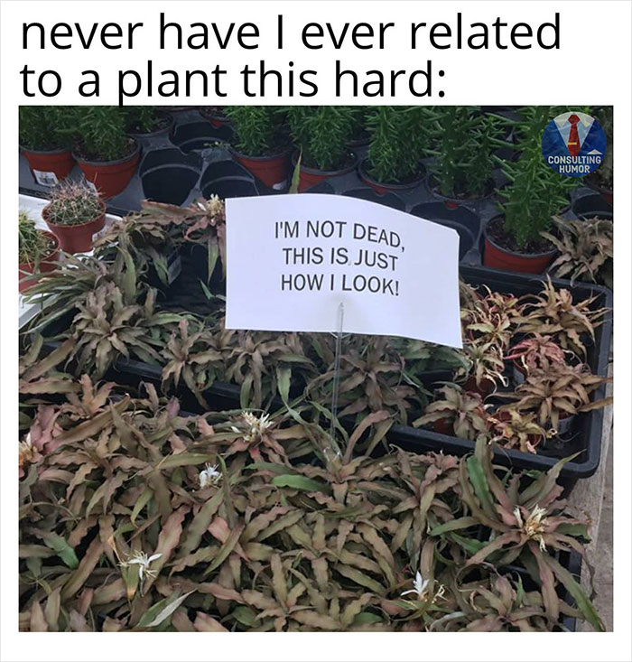 Depressing Memes - never have I ever related to a plant this hard Consulting Humor I'M Not Dead, This Is Just How I Look!