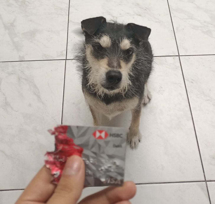 “My card fell from my desk and my dog found it.”