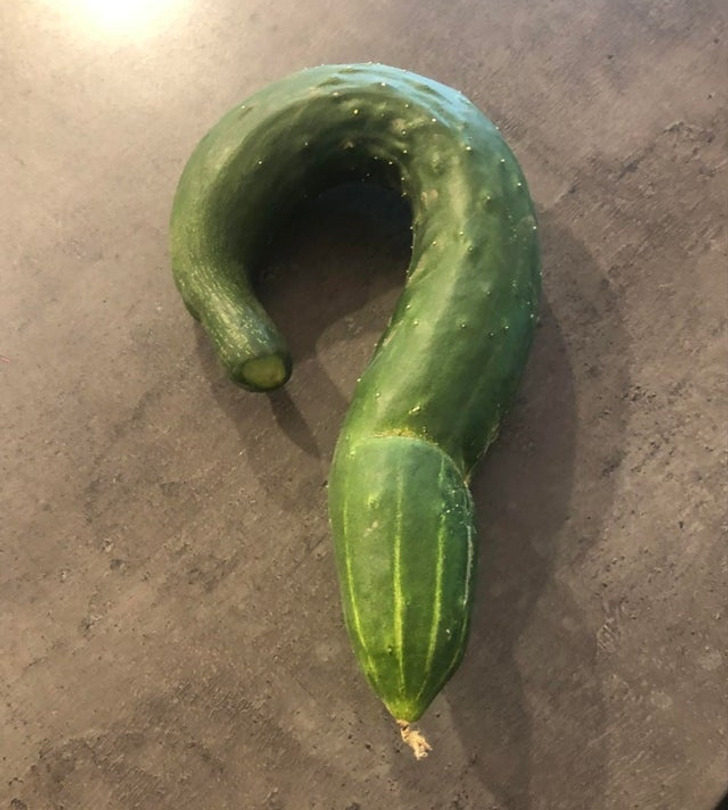 “My stepdad grows his own vegetables and a cucumber grew in a question mark shape.”