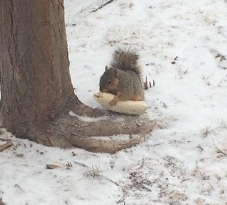 “Just a squirrel eating a burrito...”