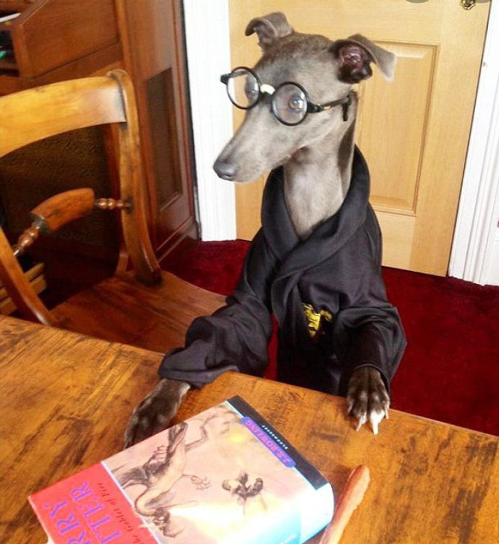 “My sister’s whippet, Zippy, dressed up in a Harry Potter costume.”